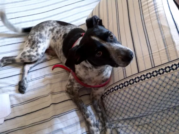 Cachorro ra a srd idade 2 anos nome bolinha