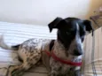 bolinha