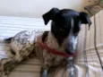 bolinha