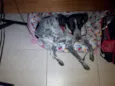 bolinha