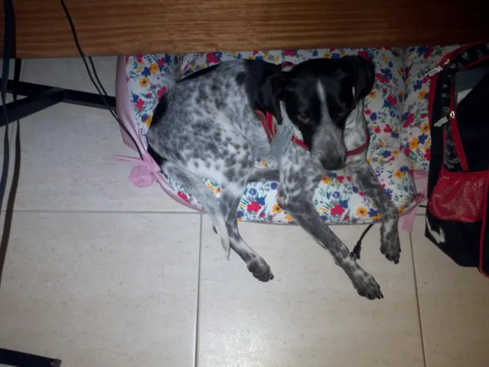 Cachorro ra a srd idade 2 anos nome bolinha