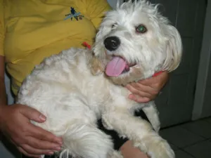 Cachorro raça Maltês idade 1 ano nome SHEDOM