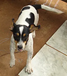 Cachorro ra a PincherMIX idade 7 a 11 meses nome NINA