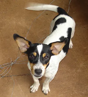 Cachorro ra a PincherMIX idade 7 a 11 meses nome NINA