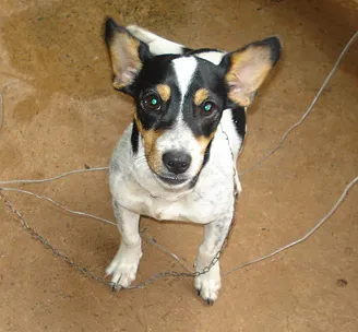 Cachorro ra a PincherMIX idade 7 a 11 meses nome NINA