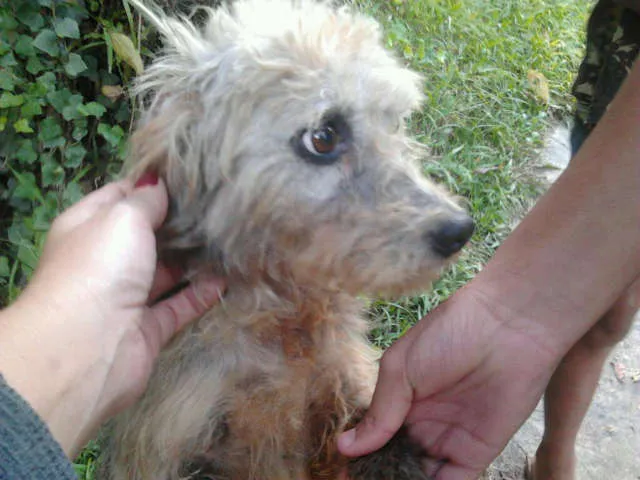 Cachorro ra a poodle idade 1 ano nome sem nome