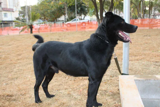 Cachorro ra a SRD idade 2 anos nome Aslam