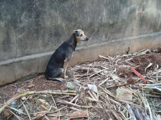 Cachorro ra a SRD idade Abaixo de 2 meses nome FILHOTES