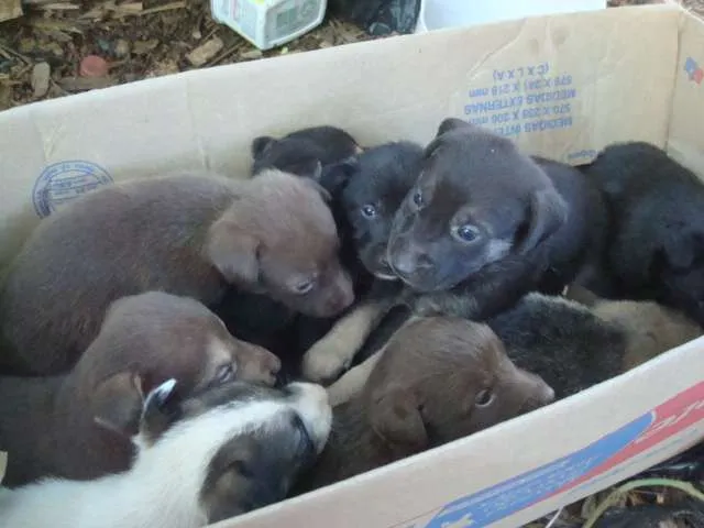Cachorro ra a SRD idade Abaixo de 2 meses nome FILHOTES