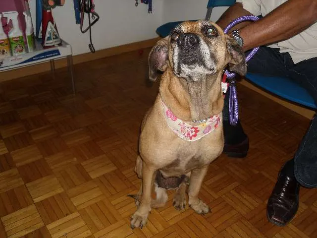 Cachorro ra a SRD idade 5 anos nome Madona