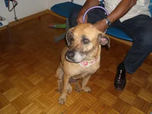 Cachorro raça SRD idade 5 anos nome Madona