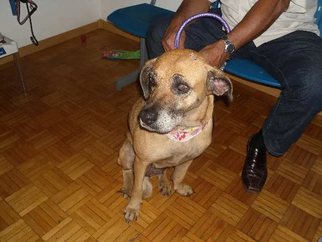 Cachorro ra a SRD idade 5 anos nome Madona