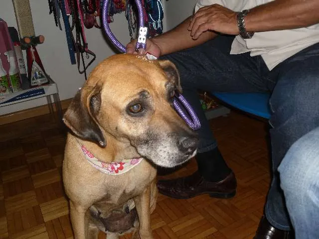 Cachorro ra a SRD idade 5 anos nome Madona
