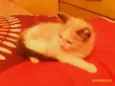 Shakira, bolinha e