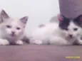 Shakira, bolinha e