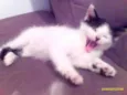 Shakira, bolinha e