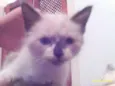 Shakira, bolinha e