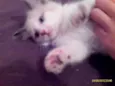 Shakira, bolinha e