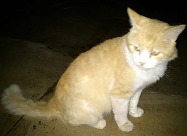 Gato ra a SRD idade  nome ENCONTRADO