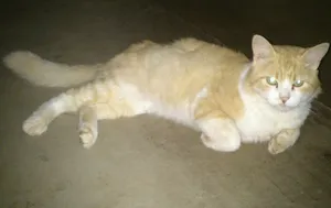 Gato raça SRD idade  nome ENCONTRADO