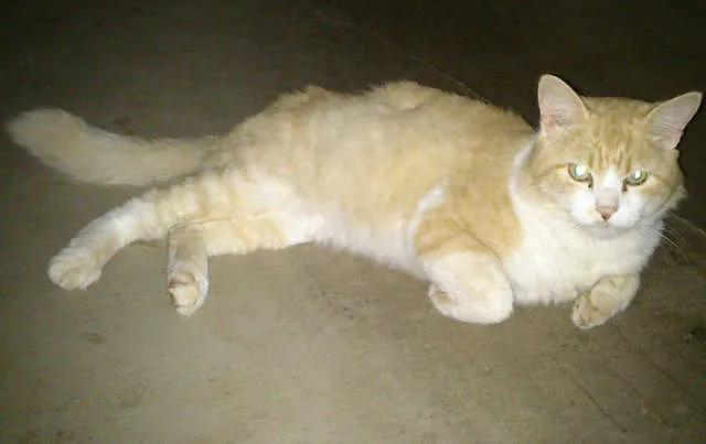 Gato ra a SRD idade  nome ENCONTRADO