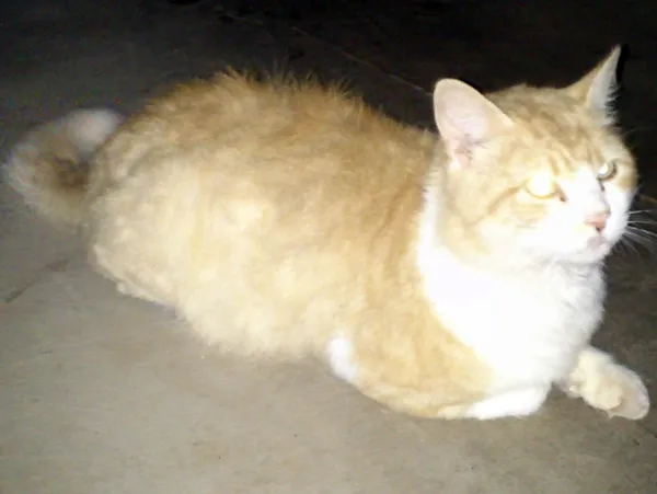 Gato ra a SRD idade  nome ENCONTRADO