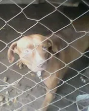 Cachorro ra a pit bul idade 1 ano nome leon