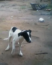 Cachorro ra a lavrador com bod coller idade 2 a 6 meses nome bethovem