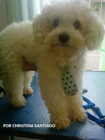 Cachorro ra a Poodle idade  nome ENCONTRADO