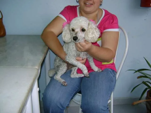 Cachorro ra a poodle idade 4 anos nome molliye GRATIFICA