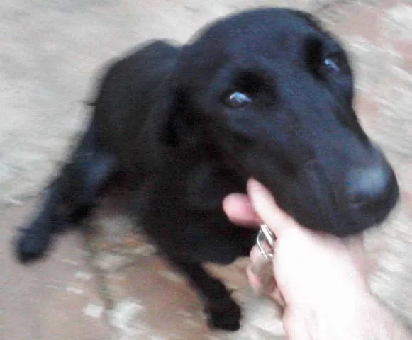 Cachorro ra a CockerMIX idade 7 a 11 meses nome LUSTROSA