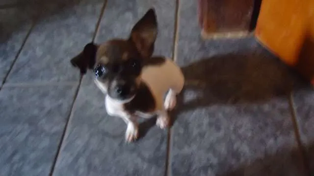 Cachorro ra a Pinscher idade 2 a 6 meses nome Mel