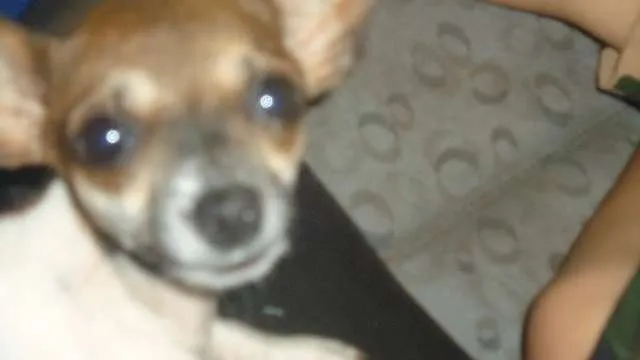 Cachorro ra a Pinscher idade 2 a 6 meses nome Mel
