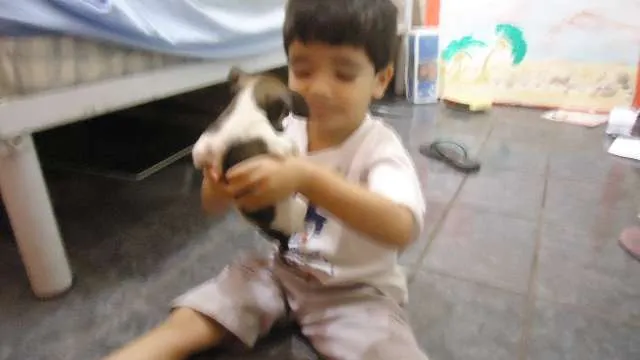 Cachorro ra a Pinscher idade 2 a 6 meses nome Mel