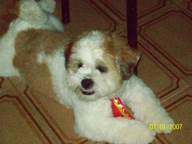 Cachorro ra a Lhasa Apso idade 2 anos nome NENO GRATIFICA