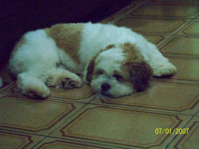 Cachorro ra a Lhasa Apso idade 2 anos nome NENO GRATIFICA
