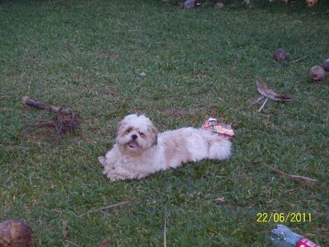 Cachorro ra a Lhasa Apso idade 2 anos nome NENO GRATIFICA