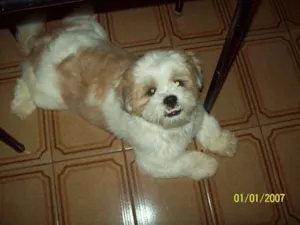 Cachorro raça Lhasa Apso idade 2 anos nome NENO GRATIFICA