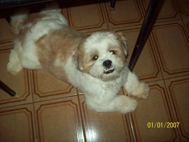 Cachorro ra a Lhasa Apso idade 2 anos nome NENO GRATIFICA