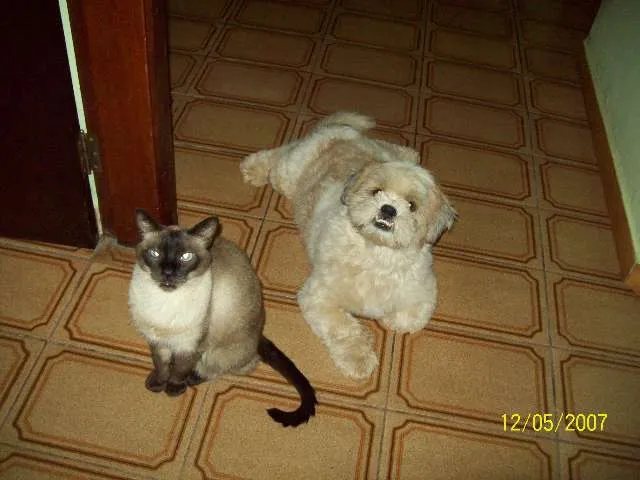 Cachorro ra a Lhasa Apso idade 2 anos nome NENO GRATIFICA