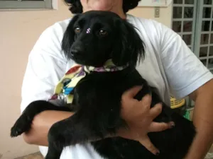 Cachorro raça SRD idade 2 anos nome PENÉLOPE GRATIFICA