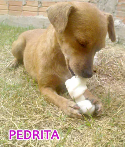 Cachorro ra a  Border Collie idade 2 a 6 meses nome Varios