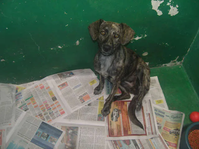 Cachorro ra a Vira Lata idade 2 a 6 meses nome Nina