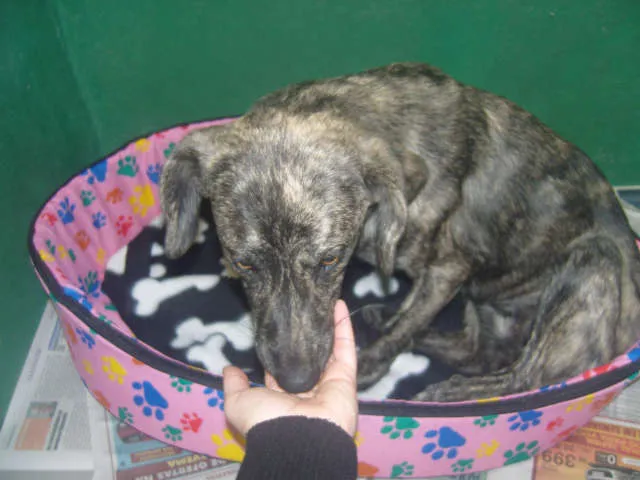 Cachorro ra a Vira Lata idade 2 a 6 meses nome Nina
