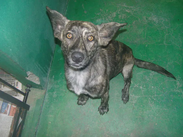 Cachorro ra a Vira Lata idade 2 a 6 meses nome Nina