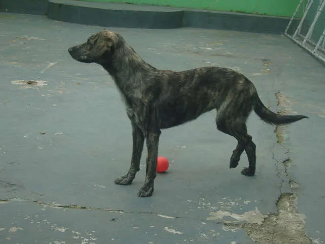 Cachorro ra a Vira Lata idade 2 a 6 meses nome Nina