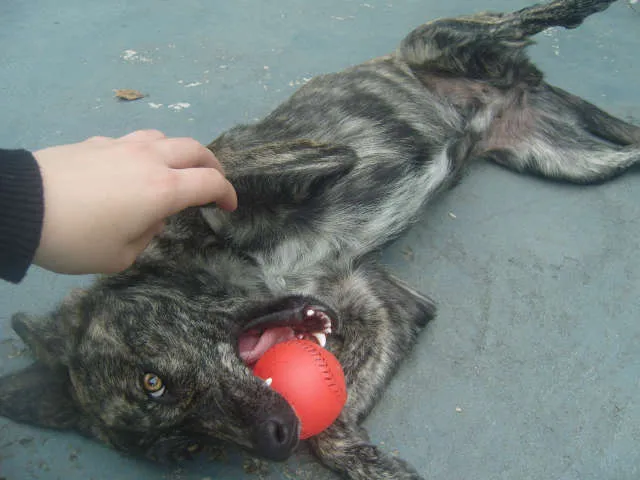 Cachorro ra a Vira Lata idade 2 a 6 meses nome Nina