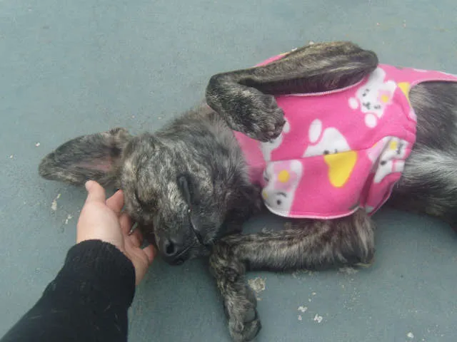 Cachorro ra a Vira Lata idade 2 a 6 meses nome Nina