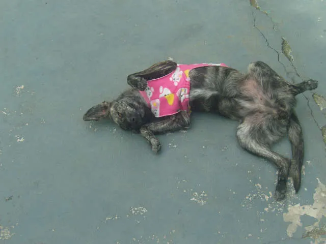 Cachorro ra a Vira Lata idade 2 a 6 meses nome Nina