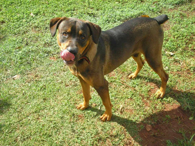 Cachorro ra a RotwailerMIX idade 1 ano nome SUAT